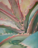 Agave